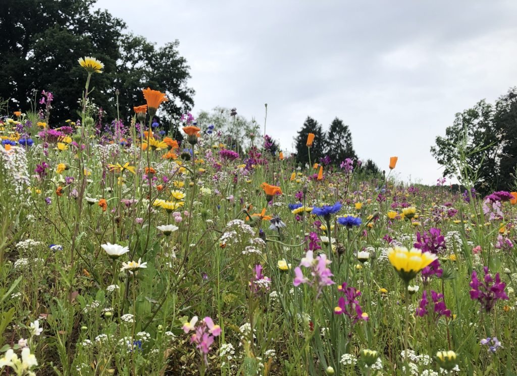 Wildblumenwiese