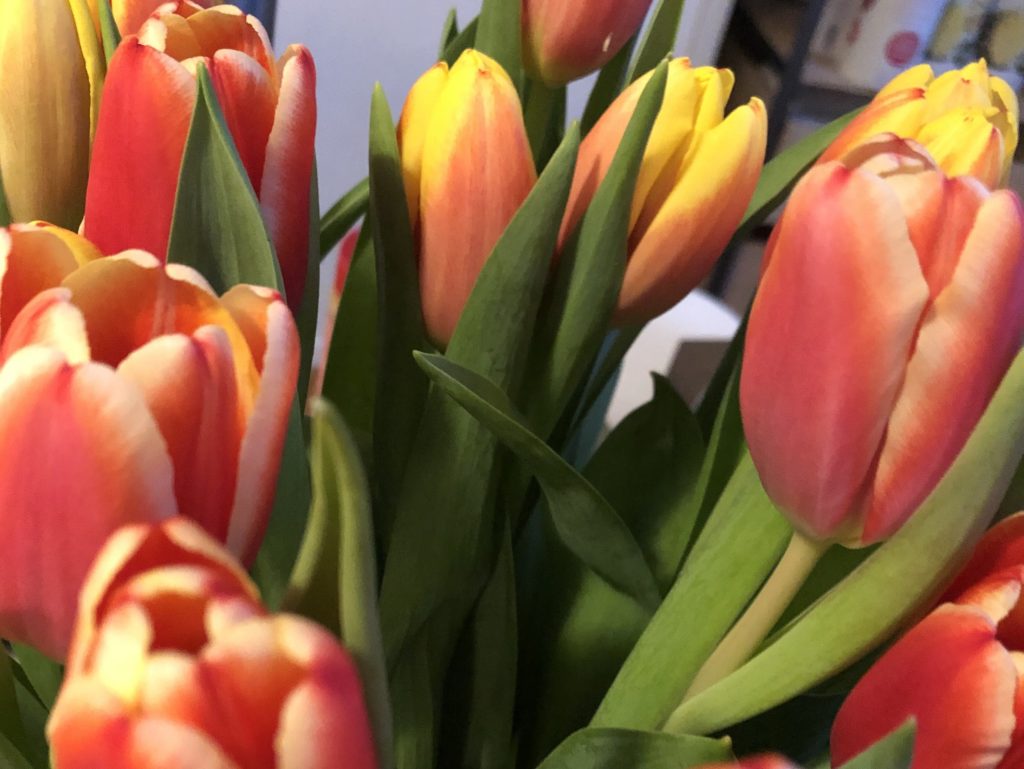 Tulpen